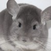 Сана